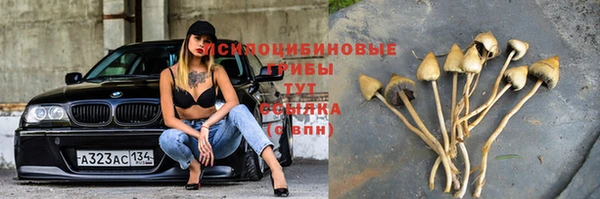 шишки Алзамай